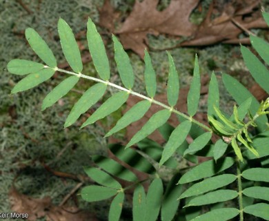 Tephrosia virginiana