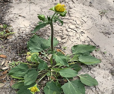 Tetragonotheca repanda