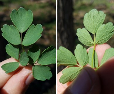 Thalictrum dasycarpum