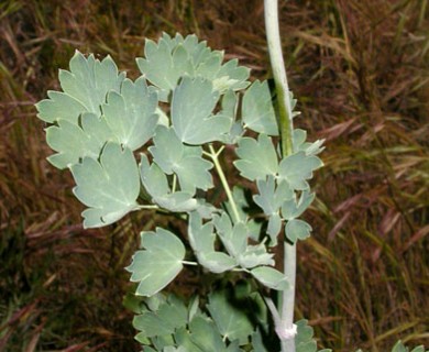 Thalictrum fendleri