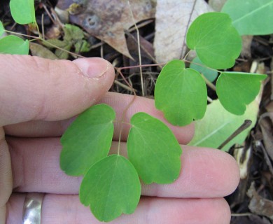 Thalictrum thalictroides