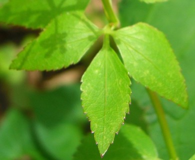 Thaspium trifoliatum