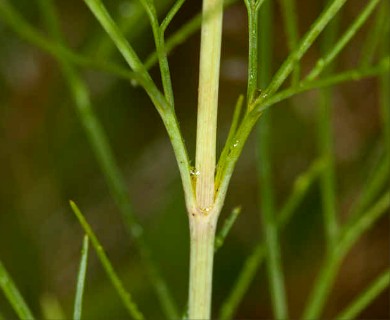 Thelesperma filifolium