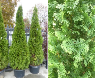 Thuja occidentalis