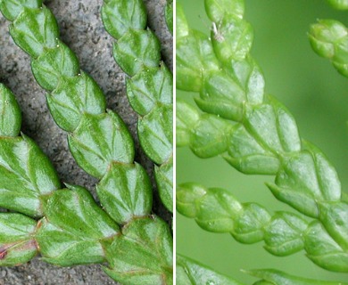 Thuja plicata