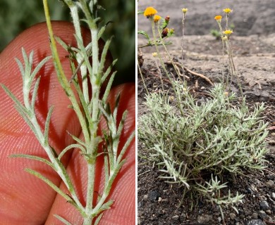 Thymophylla setifolia