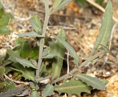 Thysanocarpus curvipes