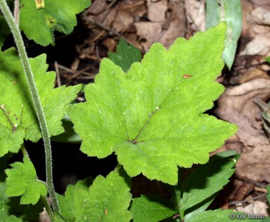 Tiarella cordifolia