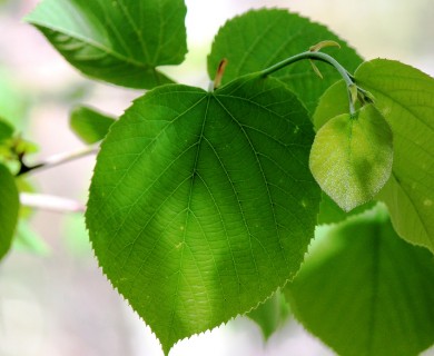 Tilia americana