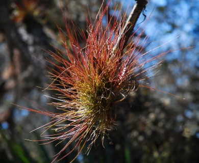 Tillandsia setacea