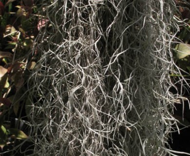 Tillandsia usneoides