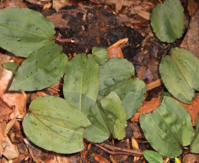 Tipularia discolor