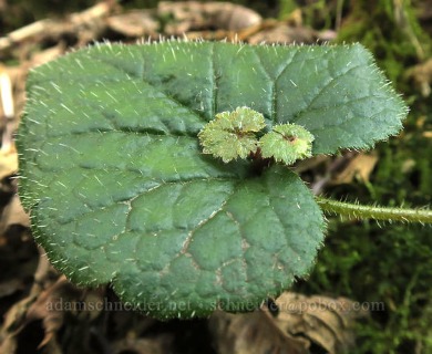 Tolmiea menziesii