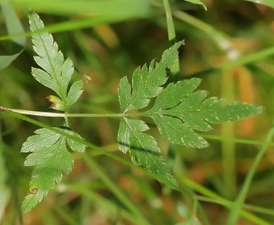 Torilis japonica