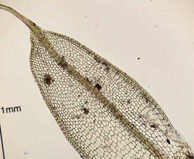 Tortula acaulon