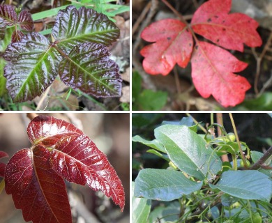 Toxicodendron diversilobum