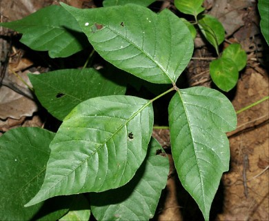 Toxicodendron radicans