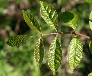 Toxicodendron vernix