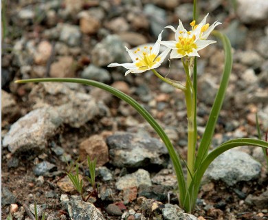 Toxicoscordion fremontii