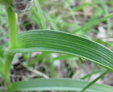 Tradescantia bracteata