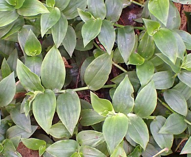 Tradescantia fluminensis