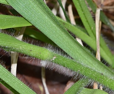 Tradescantia hirsutiflora