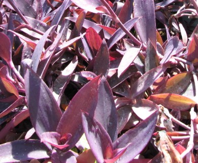 Tradescantia pallida