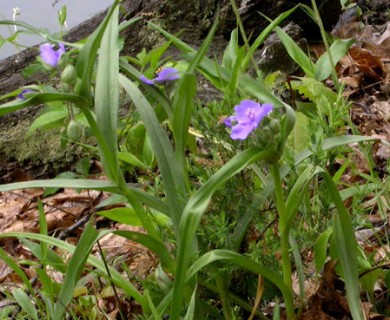 Tradescantia subaspera