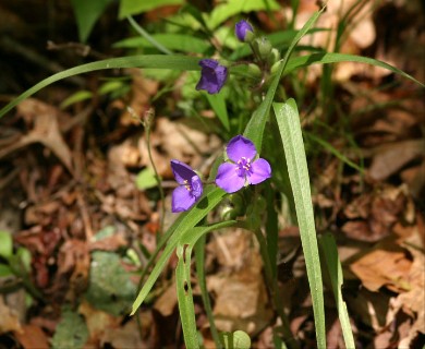 Tradescantia virginiana