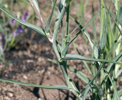 Tragopogon dubius