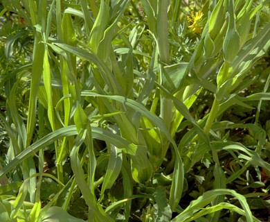 Tragopogon pratensis