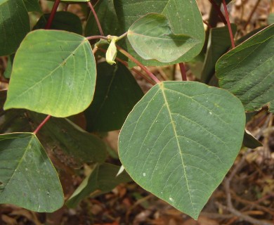 Triadica sebifera