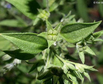 Trichostema brachiatum