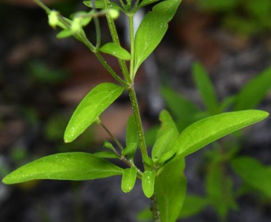 Trichostema dichotomum