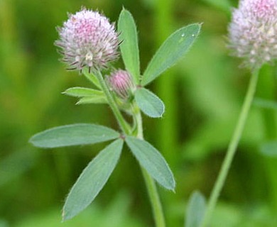 Trifolium arvense