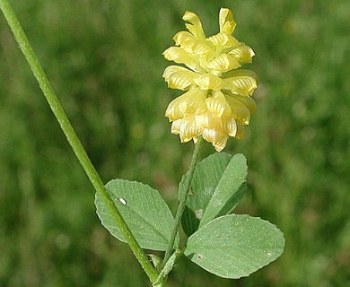 Trifolium campestre