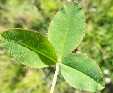 Trifolium hybridum