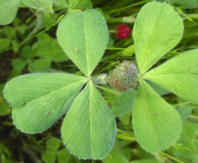 Trifolium incarnatum