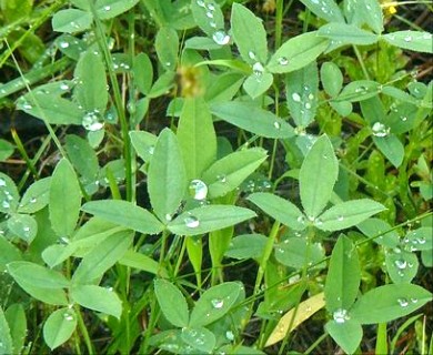 Trifolium longipes