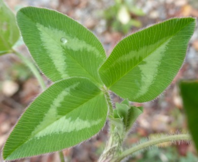 Trifolium pratense