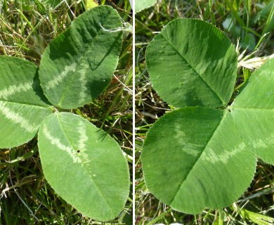 Trifolium repens