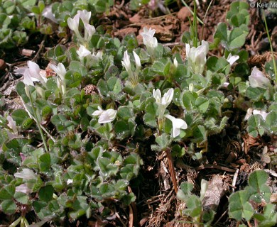 Trifolium subterraneum