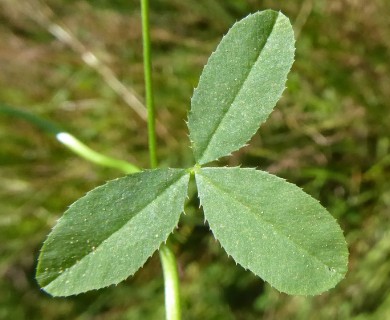 Trifolium variegatum