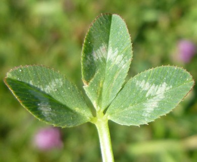 Trifolium wormskioldii