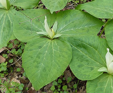 Trillium albidum