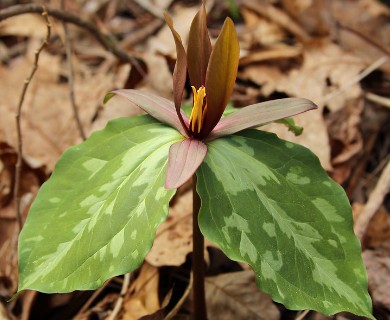 Trillium cuneatum