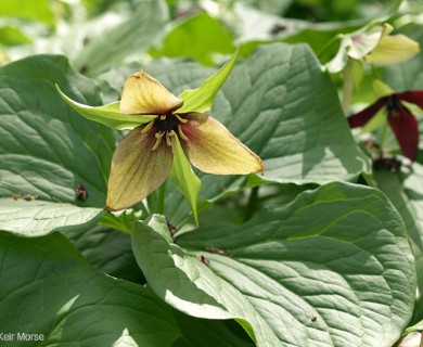 Trillium erectum