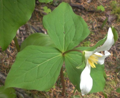 Trillium ovatum