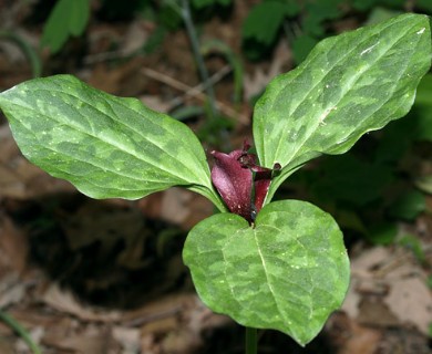 Trillium recurvatum