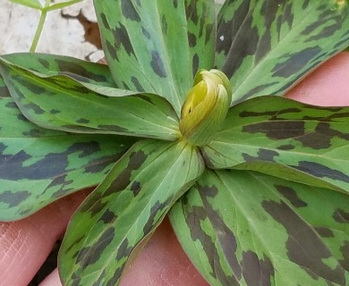 Trillium sessile